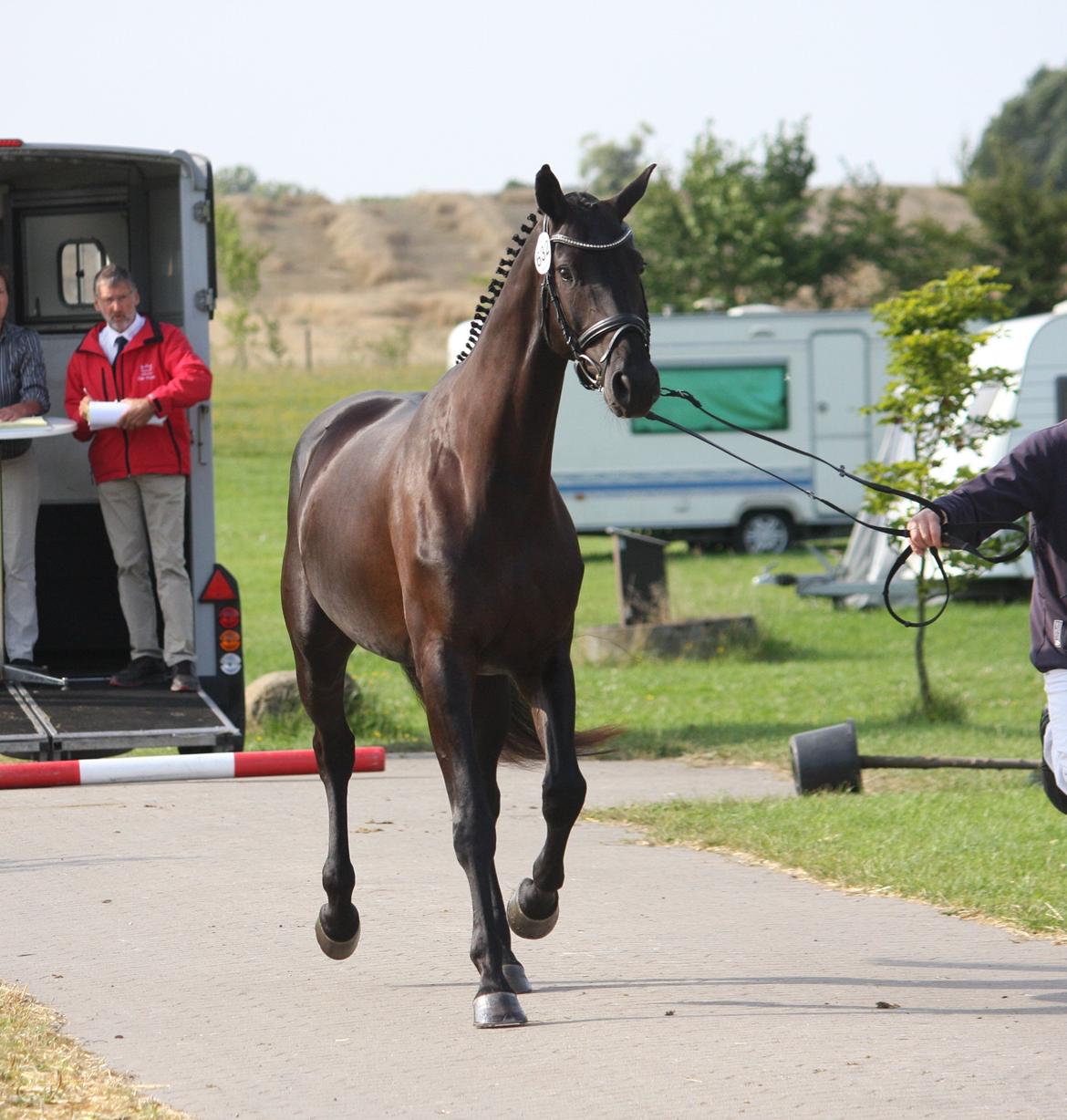 Dansk Varmblod Candie billede 8