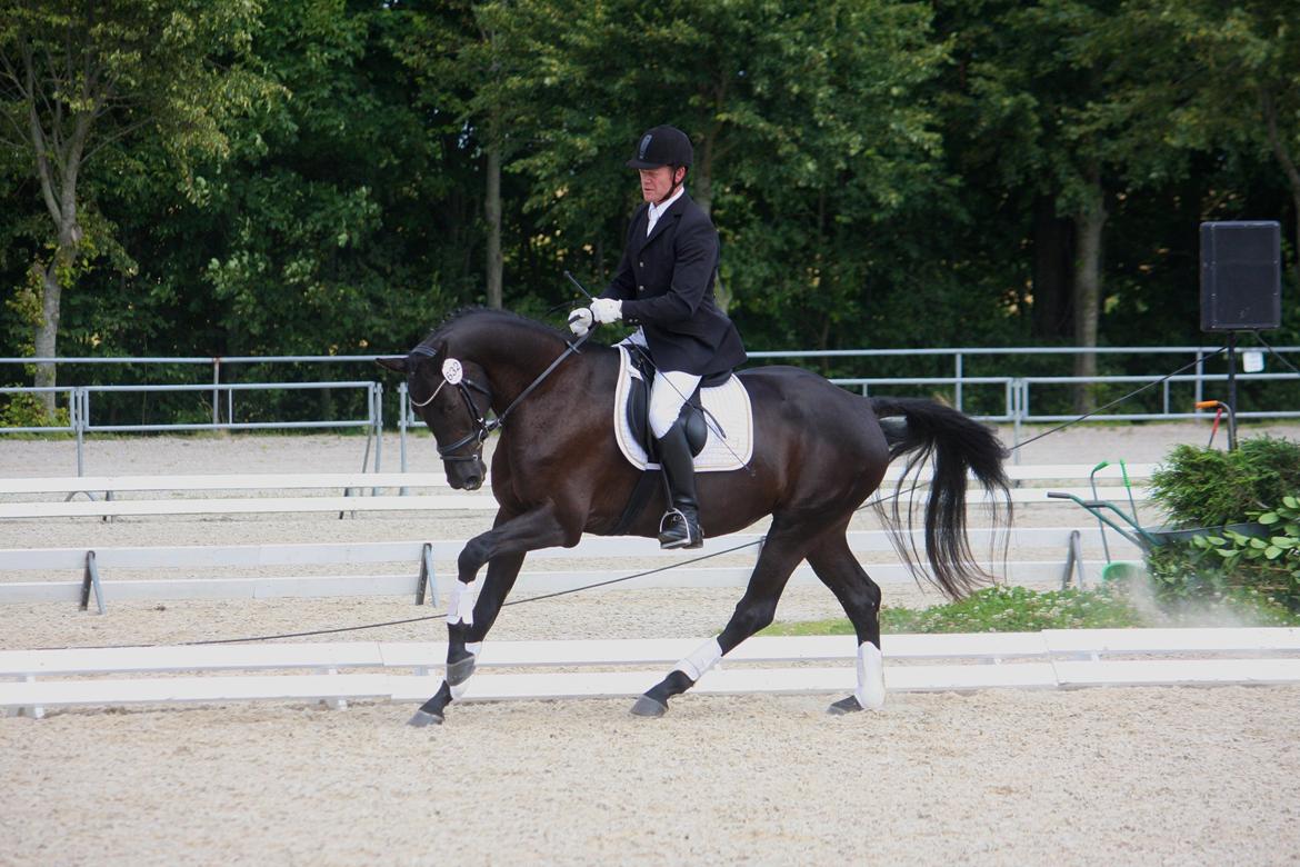 Dansk Varmblod Candie billede 5