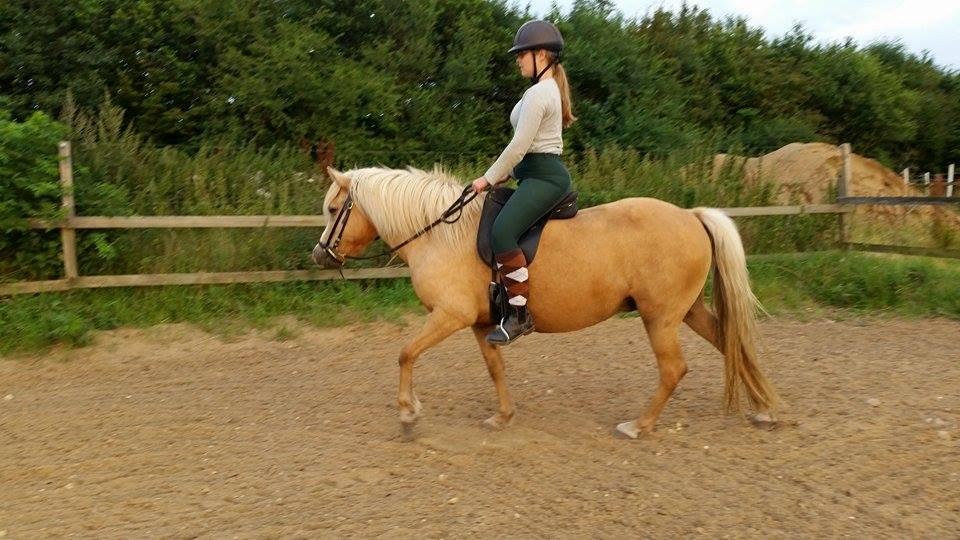 Islænder Bibbi billede 10