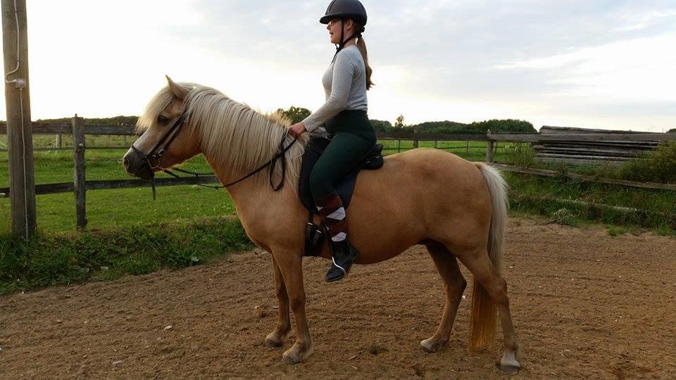 Islænder Bibbi billede 11