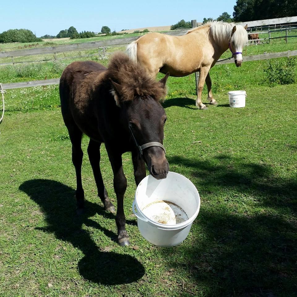 Islænder Bibbi billede 12