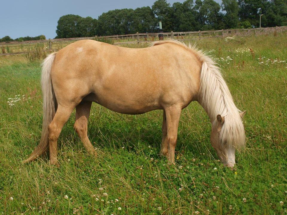 Islænder Bibbi billede 13