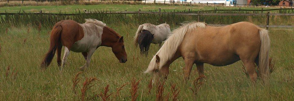 Islænder Bibbi billede 14