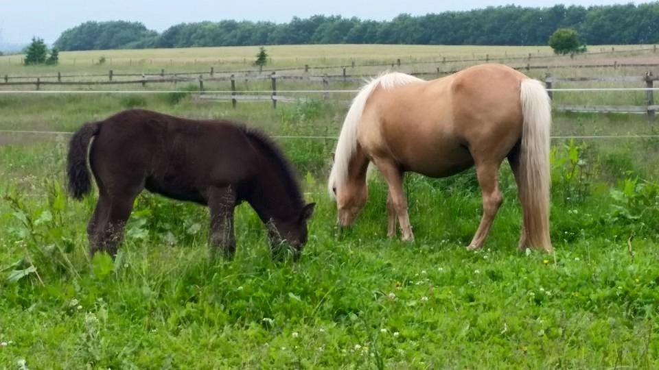 Islænder Bibbi billede 15