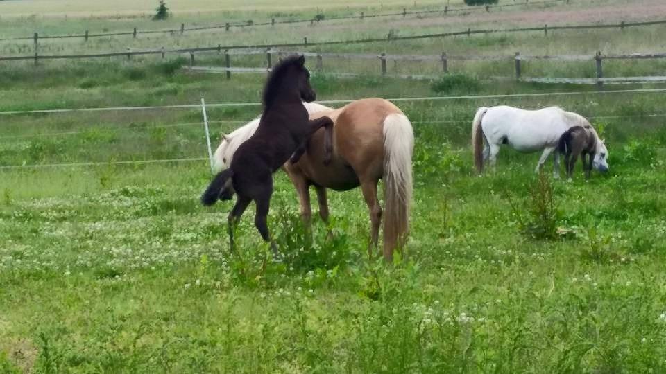 Islænder Bibbi billede 16