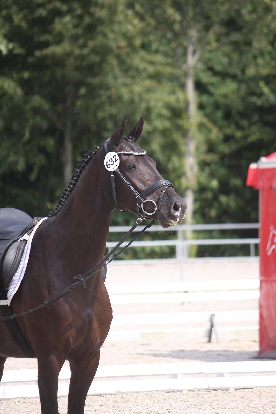 Dansk Varmblod Candie billede 10