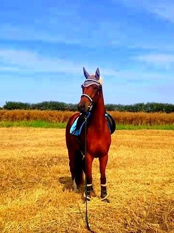 Dansk Varmblod Kenzo by Fidelaty billede 1