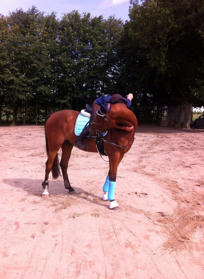 Dansk Varmblod Kenzo by Fidelaty - Ingen reaktion. Han siger ikke noget til, at jeg gør nogle mærkelige ting på ryggen. Dette er første gang jeg gynger, hænger på siden, læner mig hen over krydset, klapper ham på ben og under maven. billede 4