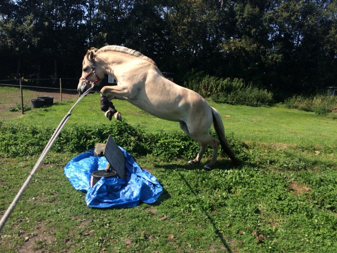 Fjordhest Munkegårdens sille billede 20
