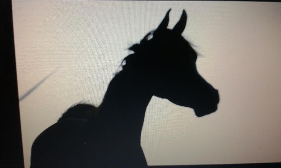 Arabisk fuldblod (OX) Itaya El Shaklan - d. 19 August 2015. Videomaking <3 billede 21