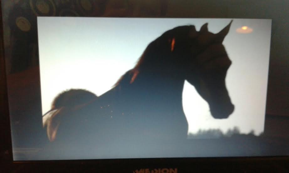 Arabisk fuldblod (OX) Itaya El Shaklan - d. 19 August 2015. Videomaking <3 billede 12