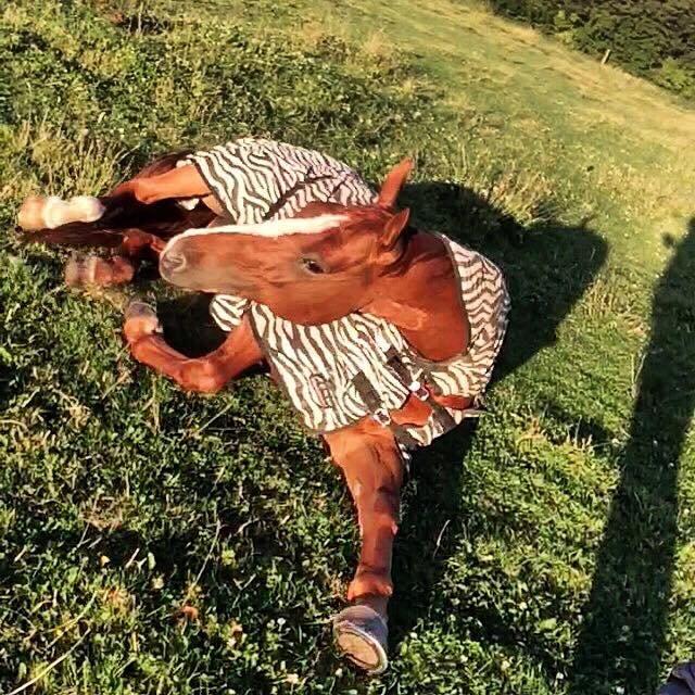 Hannoveraner Lady La Martina billede 13