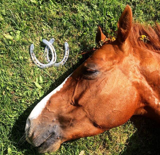 Hannoveraner Lady La Martina billede 30