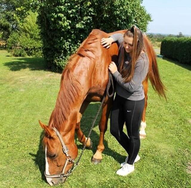 Hannoveraner Lady La Martina billede 2