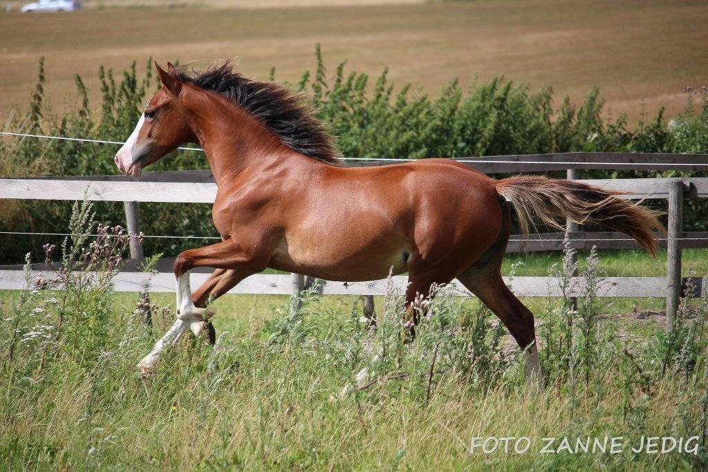 Welsh Cob (sec D) Melanders Flora - Sidst  Juli Måned. 2015 billede 2