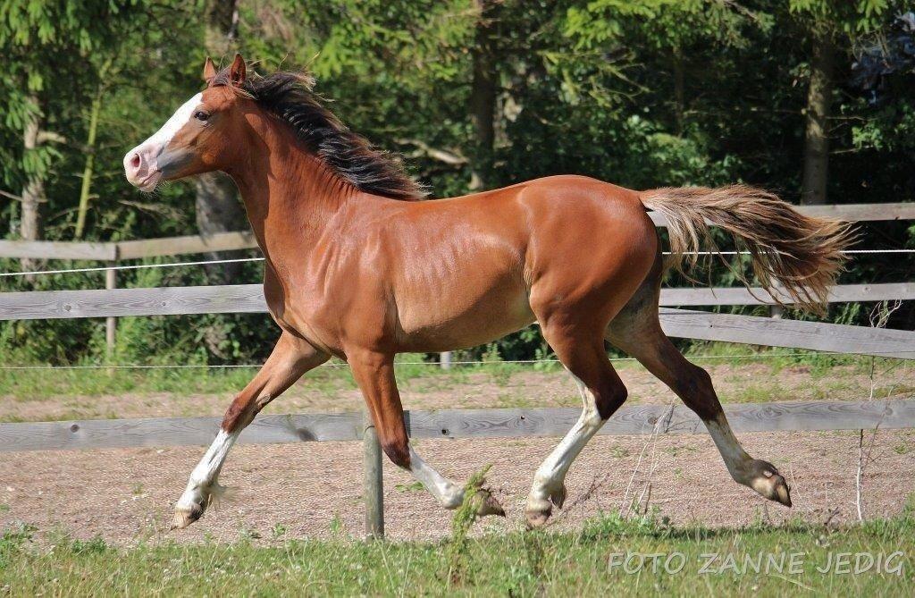 Welsh Cob (sec D) Melanders Flora - Slutningen af Juli Måned 2015 billede 1