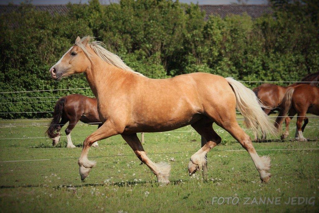 Welsh Cob (sec D) Rosalinde - Sidst i Juli 2015 billede 47