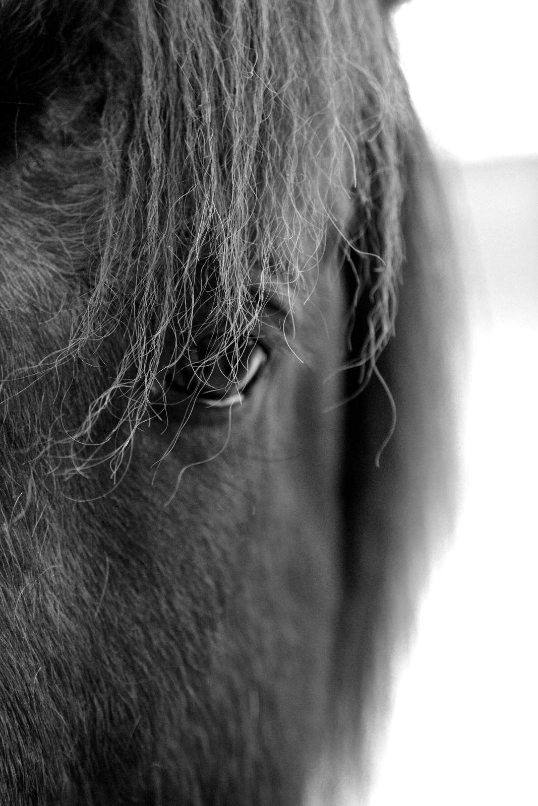 Islænder Abel fra Trappehaven billede 12