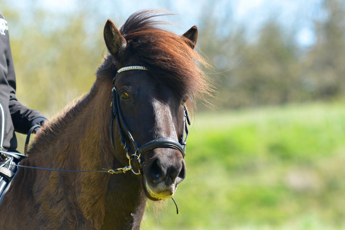 Islænder Abel fra Trappehaven billede 9