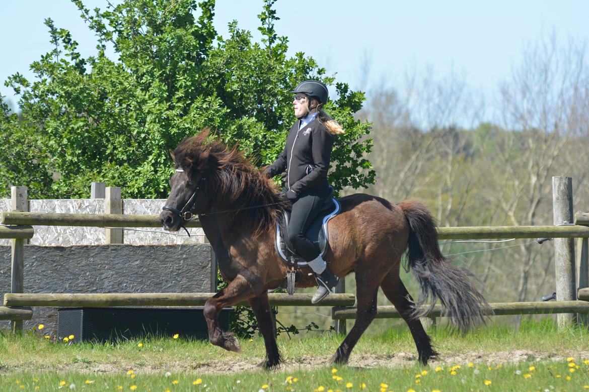 Islænder Abel fra Trappehaven billede 14