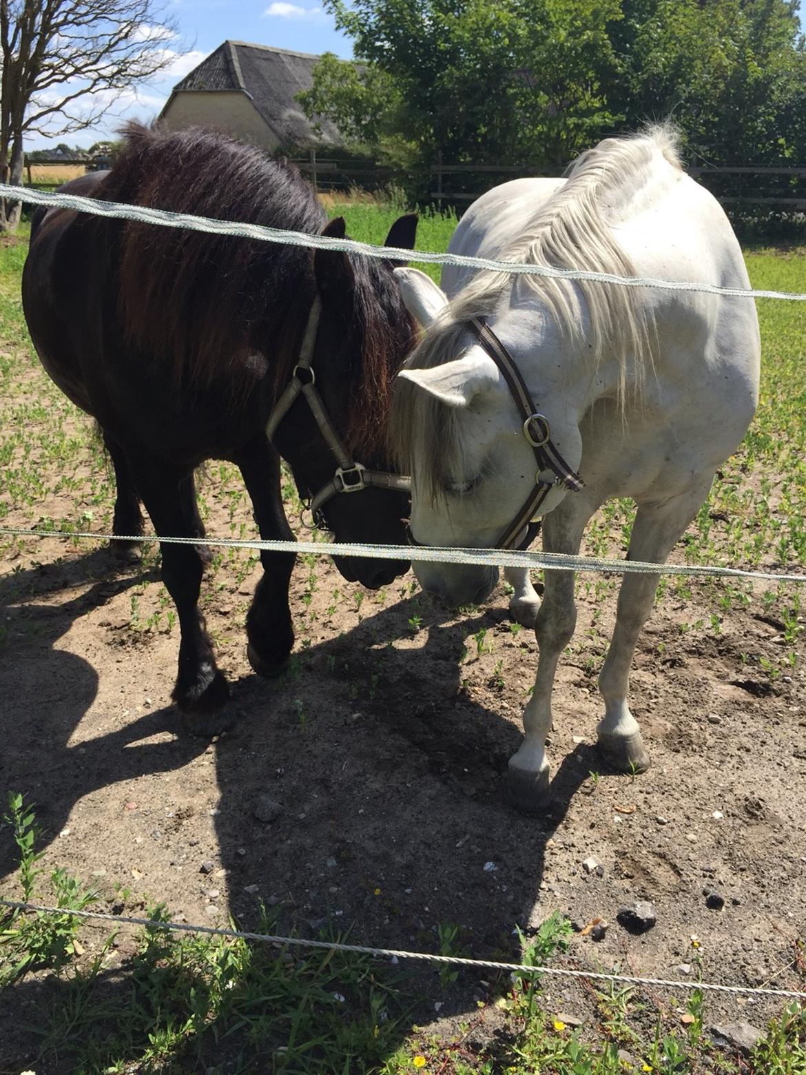 Frieser Barik billede 2