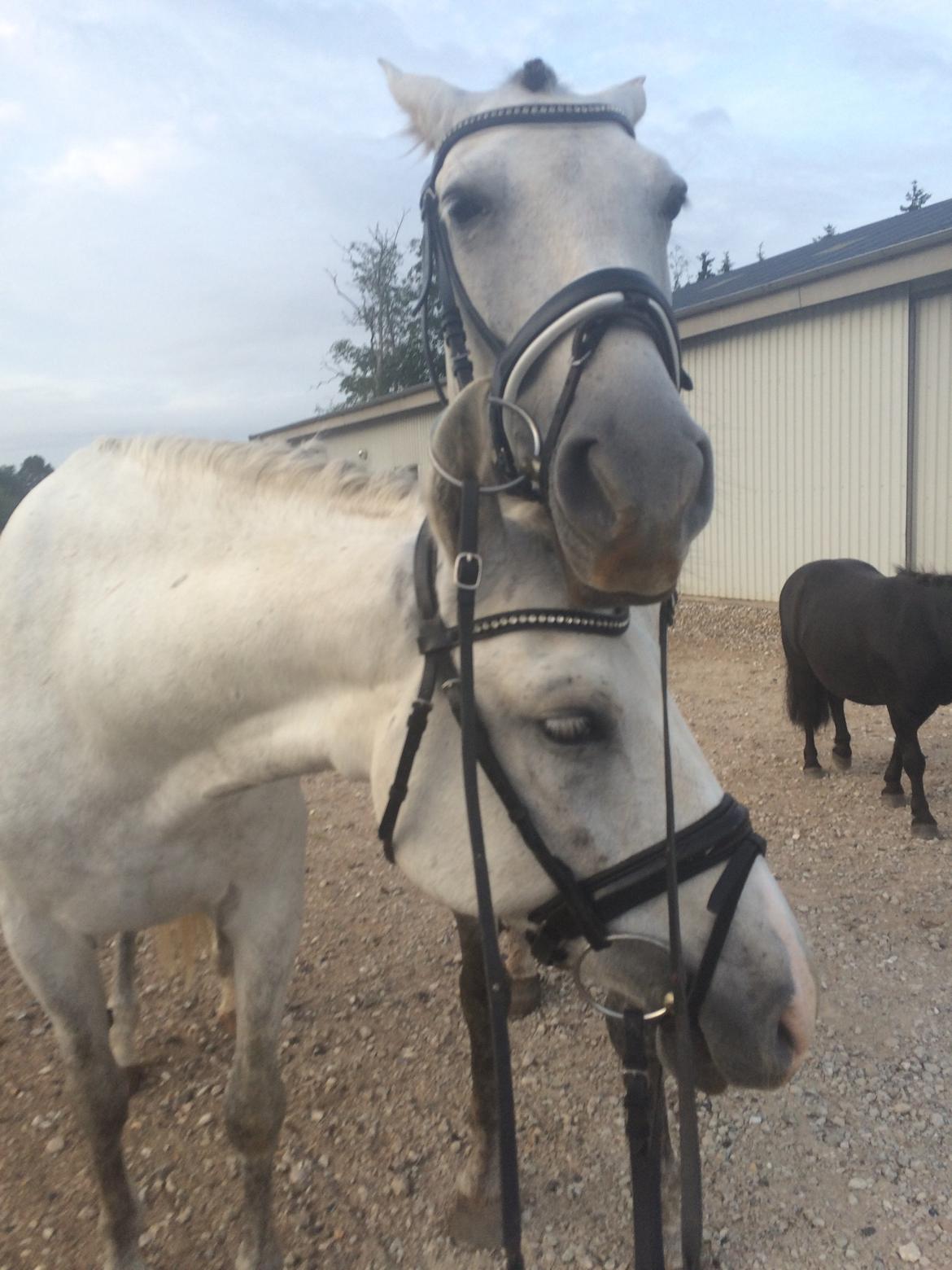 Pura Raza Española Tarara JCL billede 15