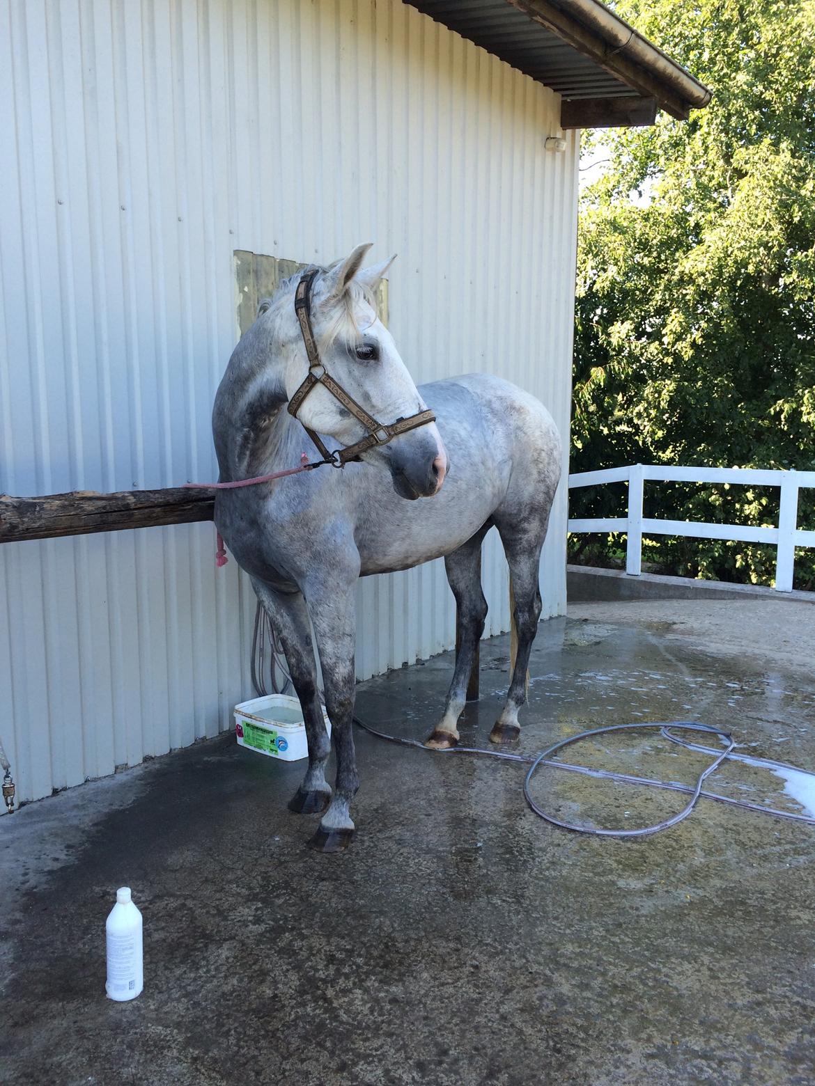Pura Raza Española Tarara JCL billede 17