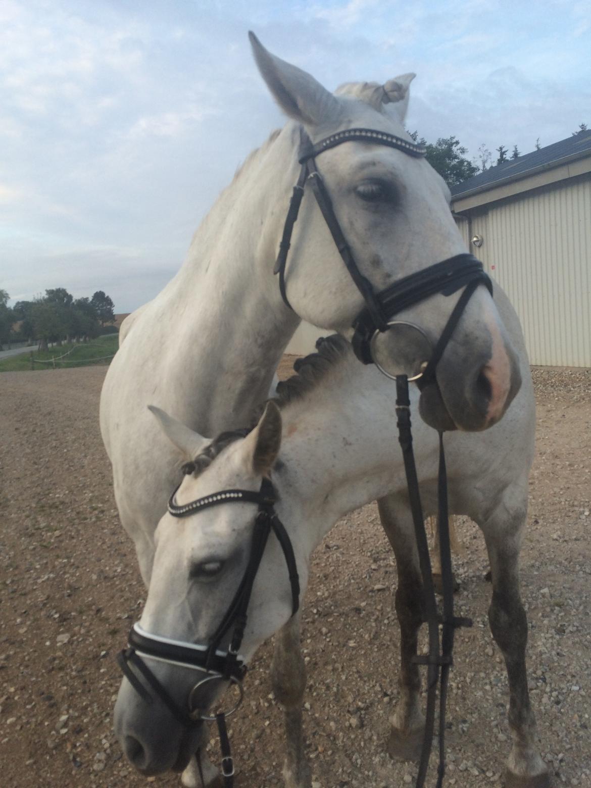 Pura Raza Española Tarara JCL billede 16