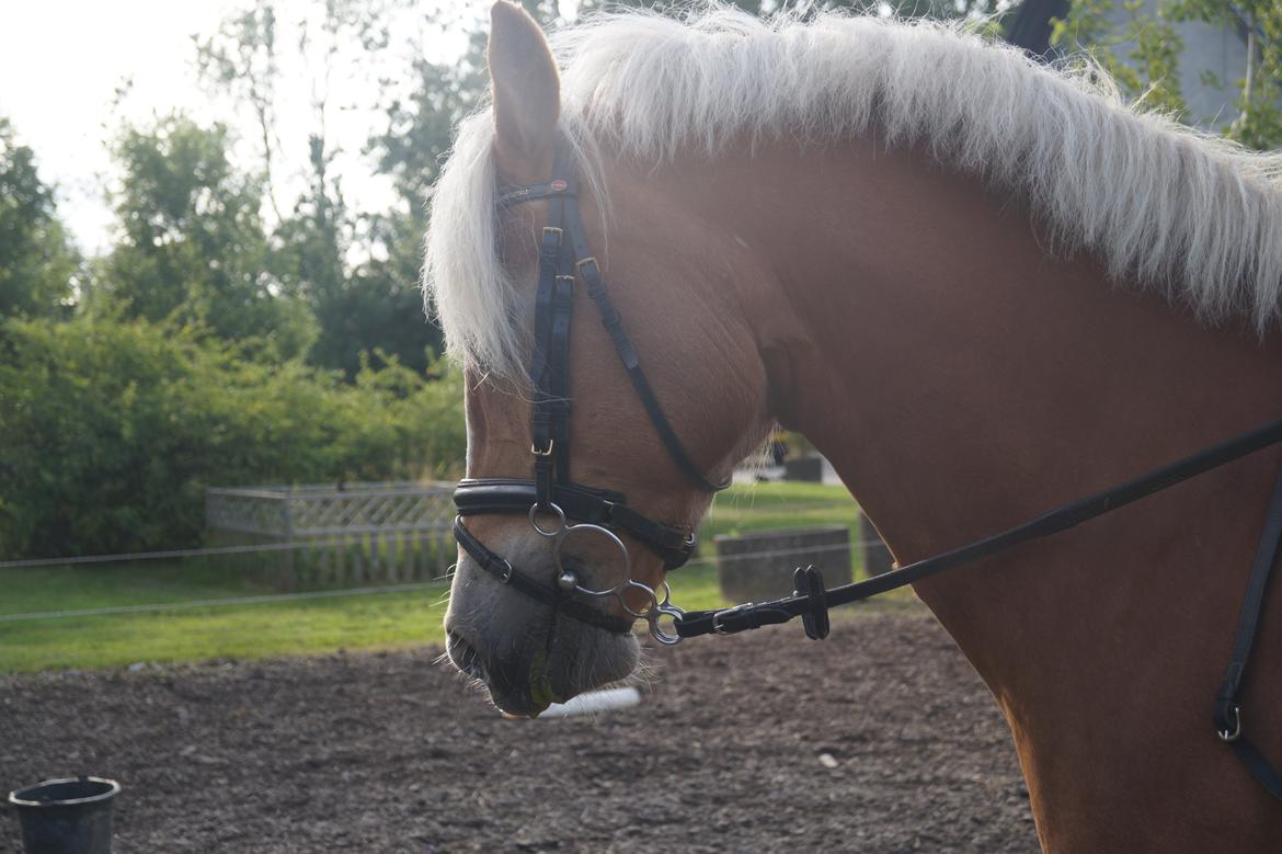 Haflinger Annika (nuks) billede 9