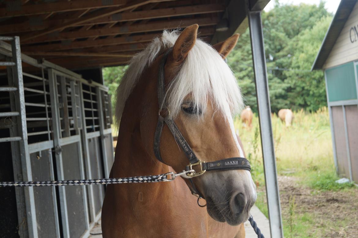 Haflinger Annika (nuks) billede 11