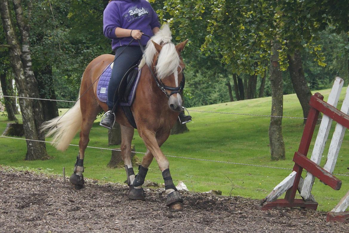 Haflinger Annika (nuks) billede 1
