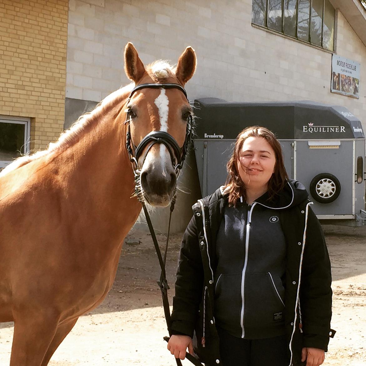Haflinger Annika (nuks) billede 20