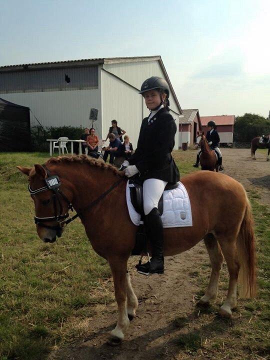 Gotlandsruss Prins billede 14