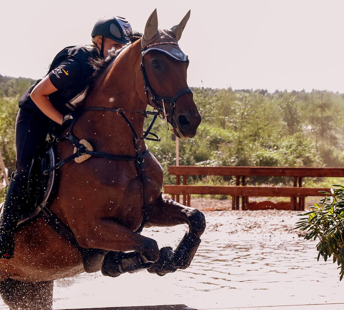 Dansk Varmblod Chili - Z (Ramona) billede 1