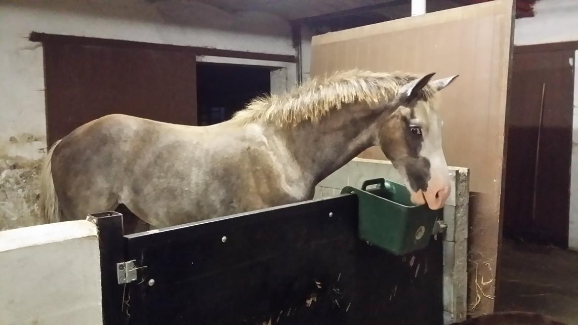 Dansk Varmblod Rosenlunds St. Tropez *solgt* billede 3