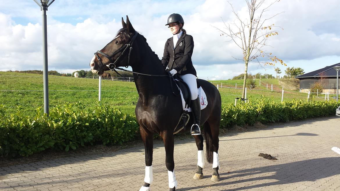 Oldenborg "Korsløkkens" Markus - Middelfart Ridecenter billede 3