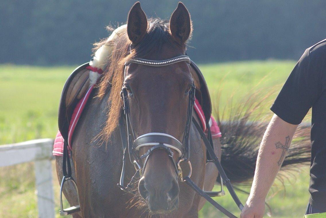 Traver Donna (prima Donna) billede 16