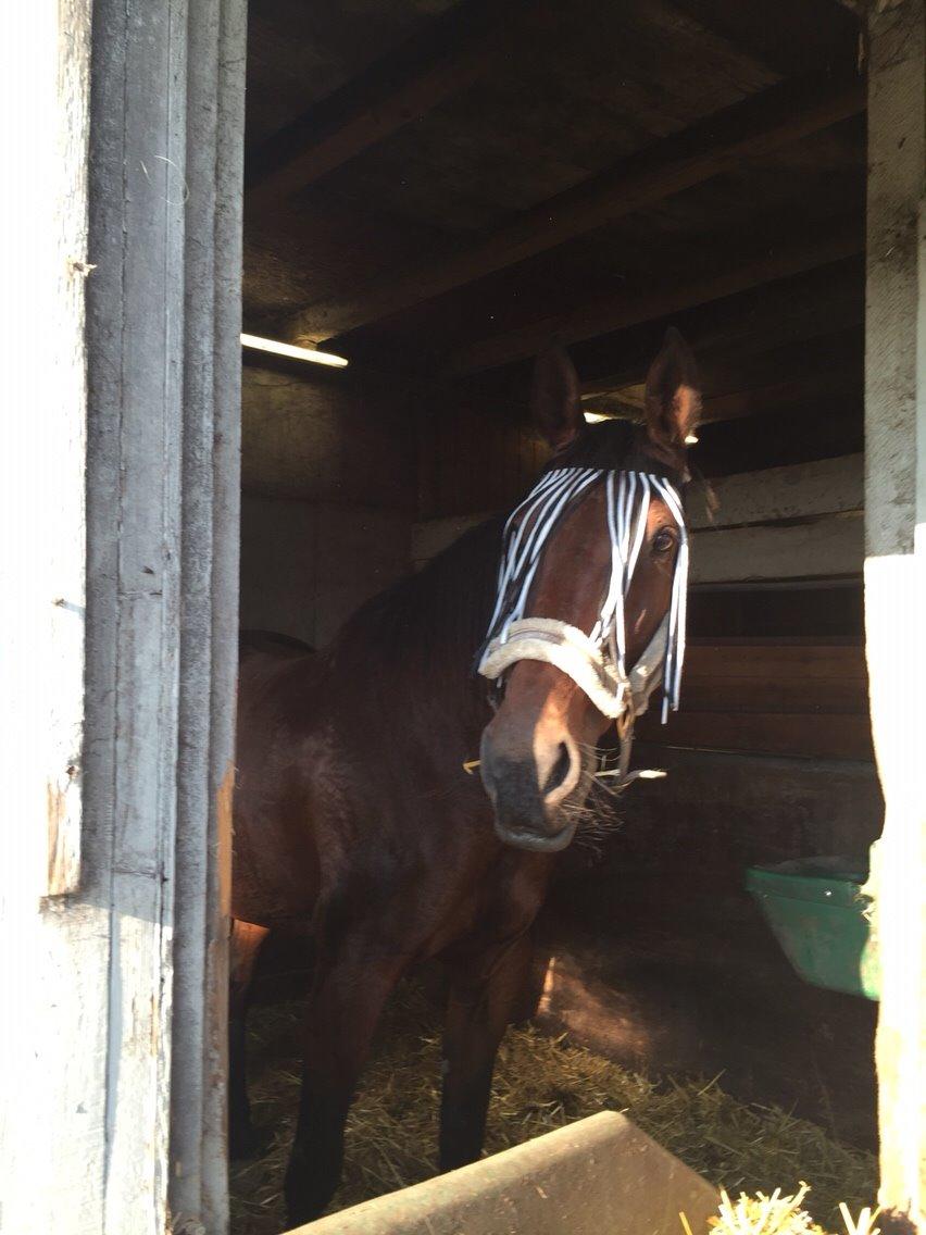 Traver Donna (prima Donna) billede 19