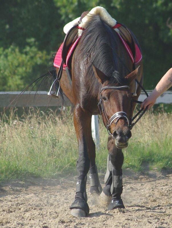 Traver Donna (prima Donna) billede 23