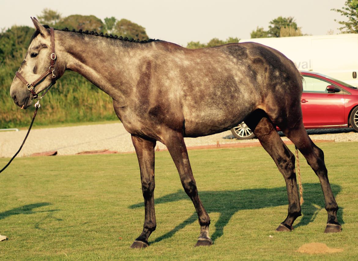 Dansk Varmblod QUEEN OF COOL LADY BS billede 2