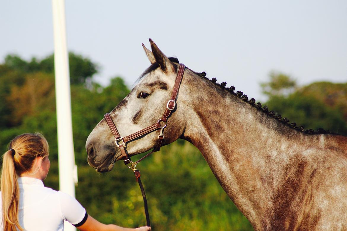 Dansk Varmblod QUEEN OF COOL LADY BS billede 7