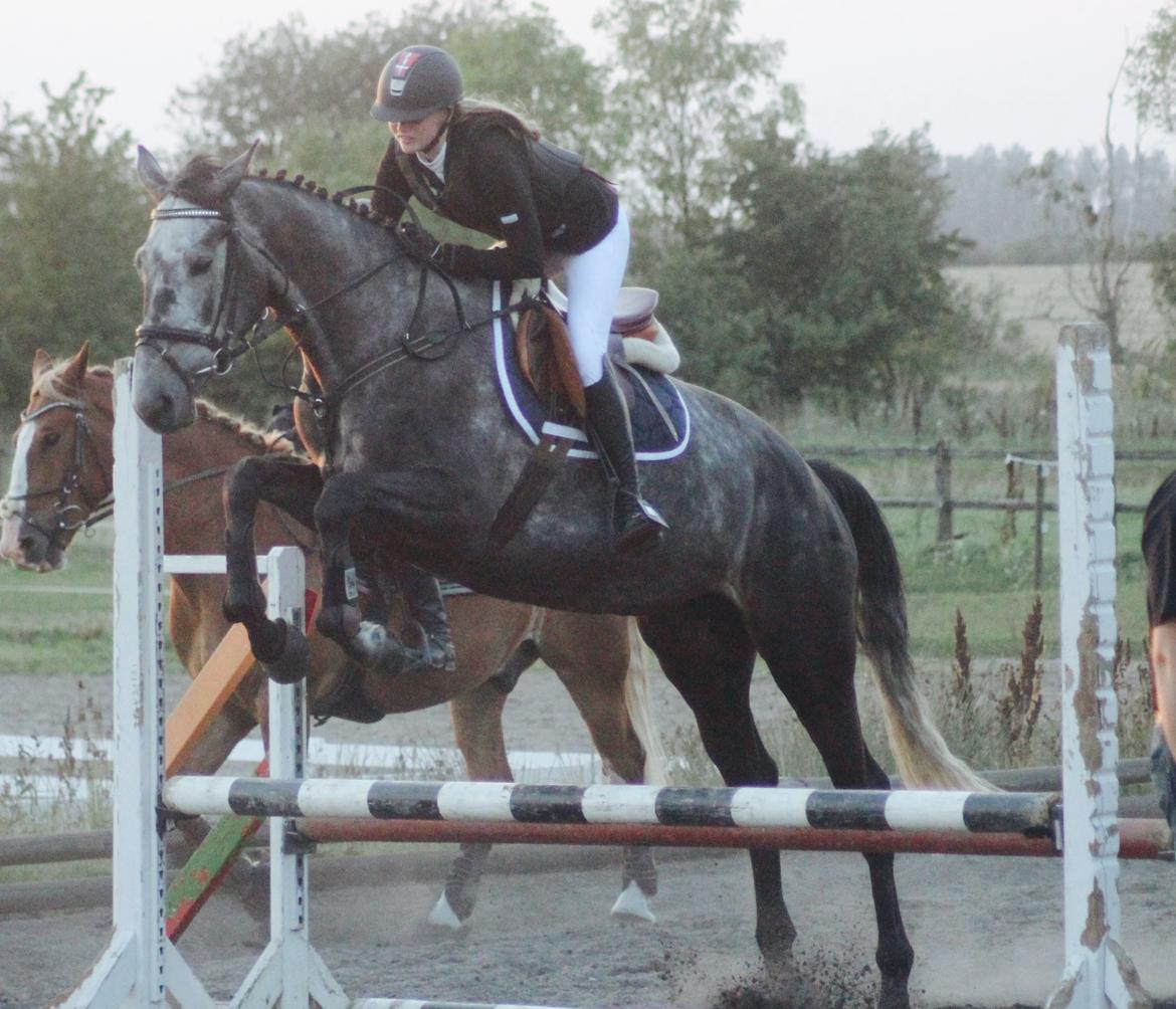 Dansk Varmblod QUEEN OF COOL LADY BS billede 1