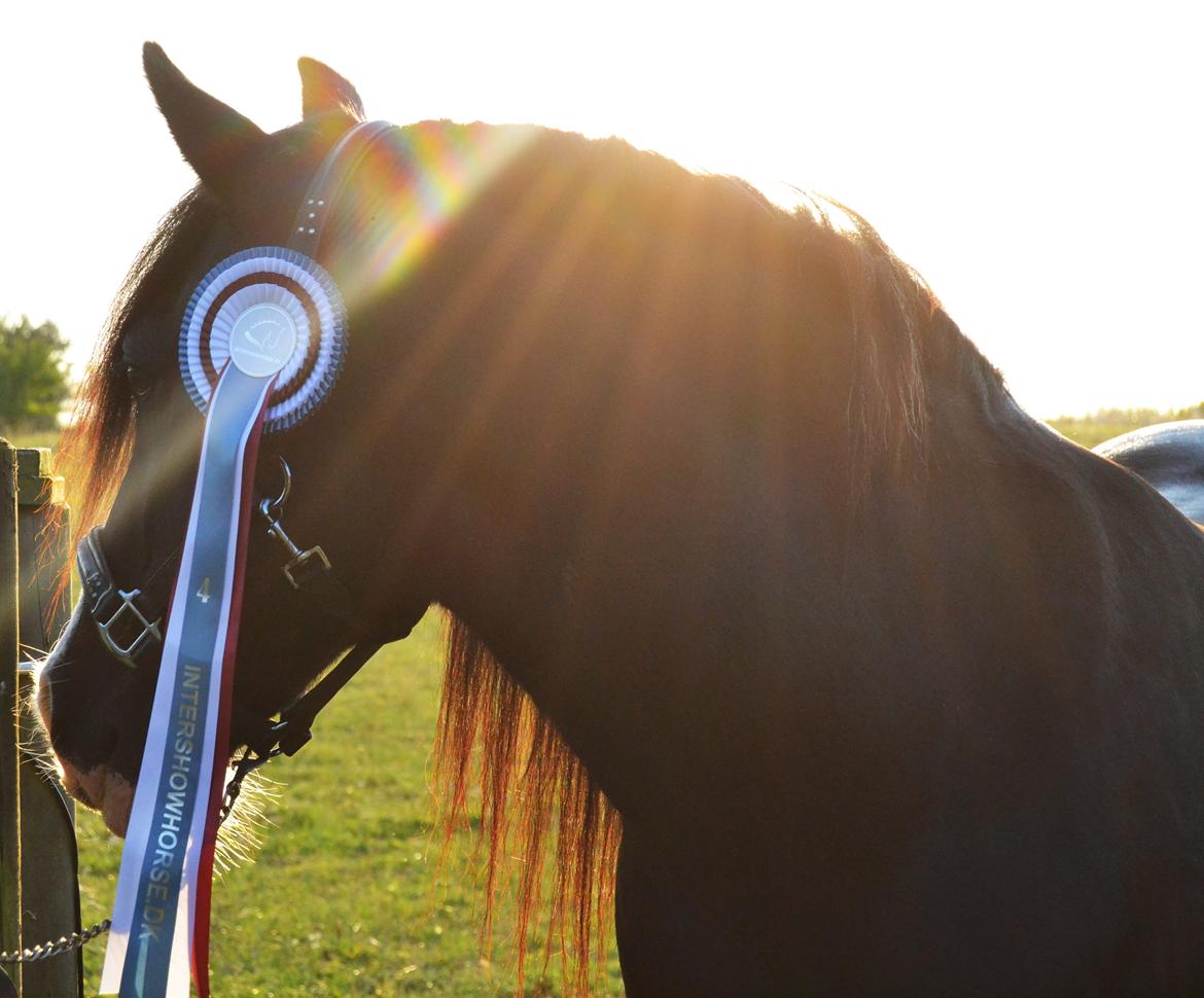 Irish Cob Valentin Wombat - Intershowhorse - Juli - Min smukke senior - 4. plads billede 9