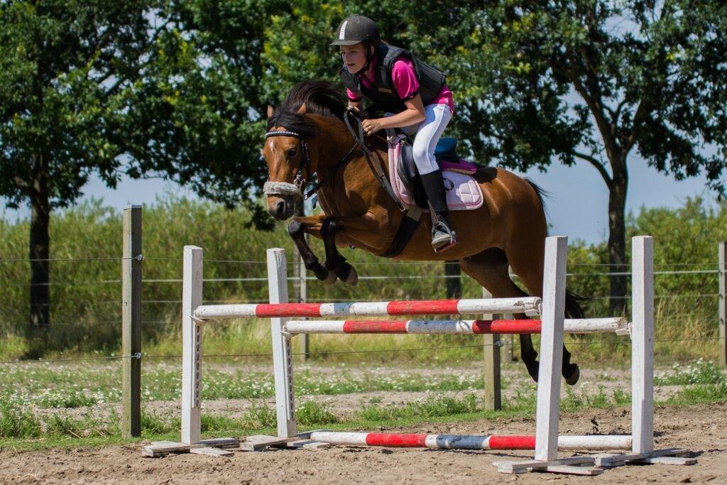 Welsh Partbred (Sec F) Flower - Springer 85 cm og 85 i længden <3  billede 14