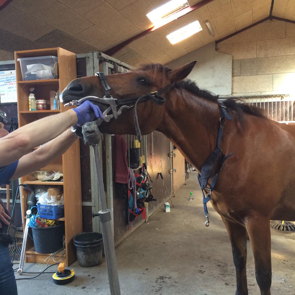 Pinto Araber Lotus Lana - Lana får ordnet tænder billede 9