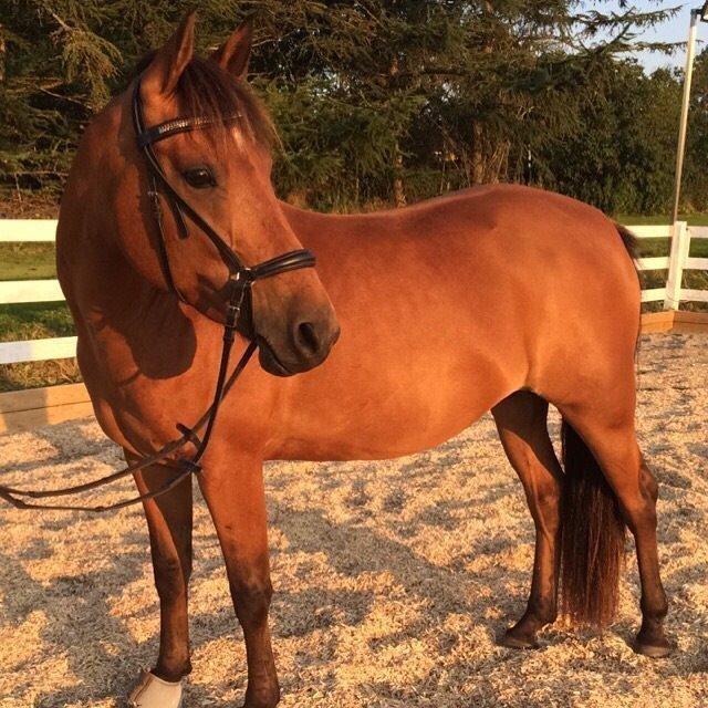 Pinto Araber Lotus Lana - Aften hygge :P billede 7