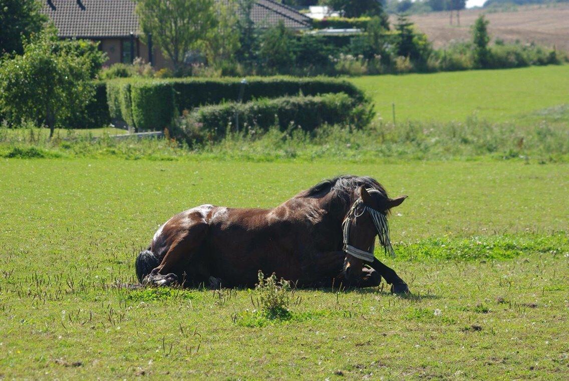 Traver Donna (prima Donna) billede 14