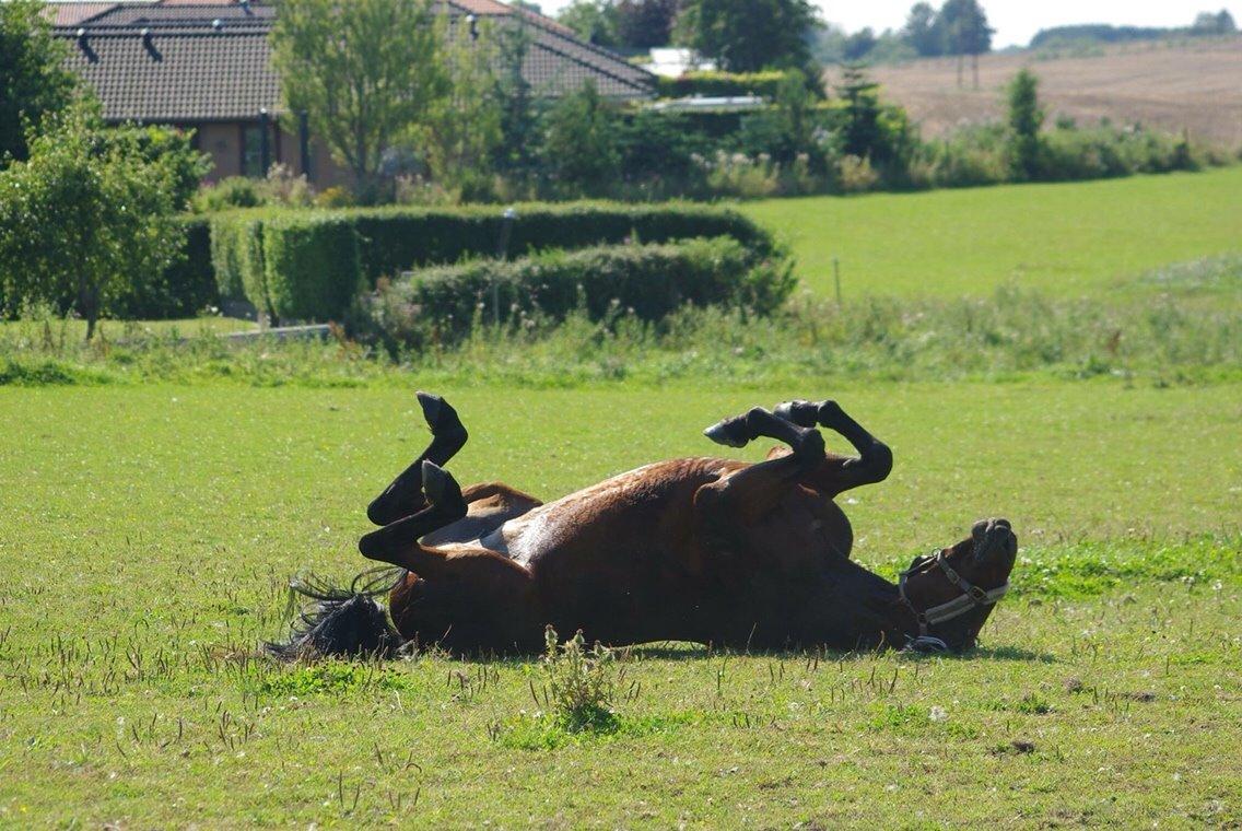 Traver Donna (prima Donna) billede 21