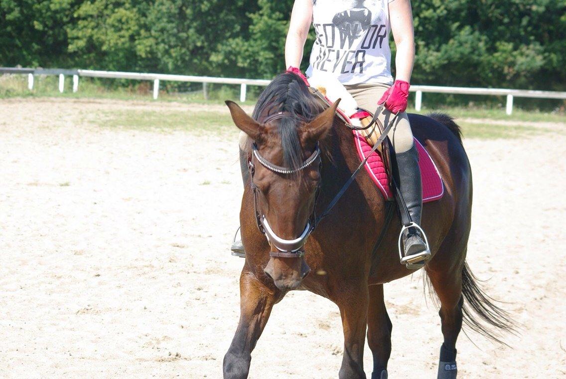 Traver Donna (prima Donna) billede 13