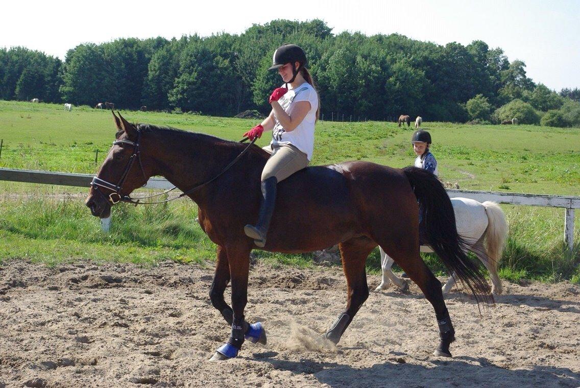 Traver Donna (prima Donna) billede 24